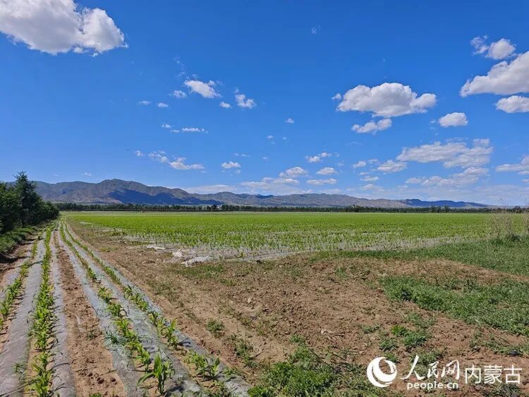 岱海周边农田“水改旱”,覆上地膜,使用节水技术种植。人民网记者 刘艺琳摄